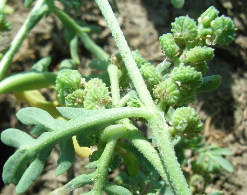 Lepidium coronopus / Lappolina gramignola